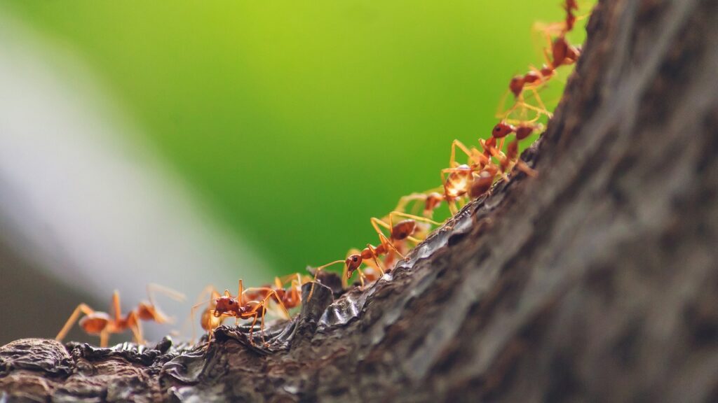Ant colonies highlight the key to create successful behaviour change.